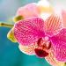 Descubren nueva especie de orquídea en el sur de China
