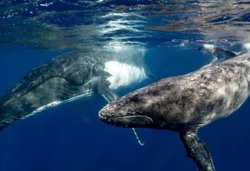 Científicos captan por primera vez dos ballenas masculinas apareándose