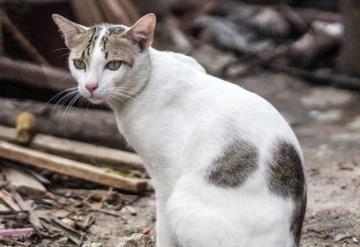 Detenida por comerse un gato en la vía pública en Yucatán