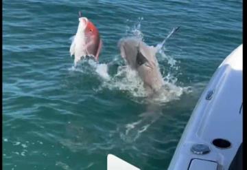 Tiburones enloquecidos atacan bote en Florida