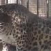 Leopardo en zoológico de China será sometido a dieta por estar pasadito de kilos