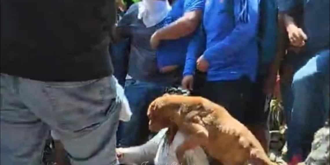 Perro de secuestradora de Camila la defendió en linchamiento y resultó herido