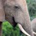 Un joven es aplastado por elefante en zoológico de Bangladesh