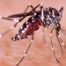 Alarmante Escalada de Contagios de Dengue