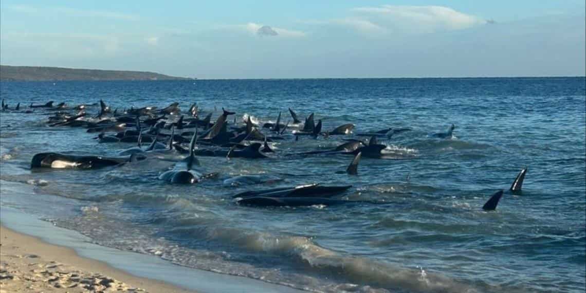 Lamentable mueren varias ballenas tras quedar varadas en playa de Australia