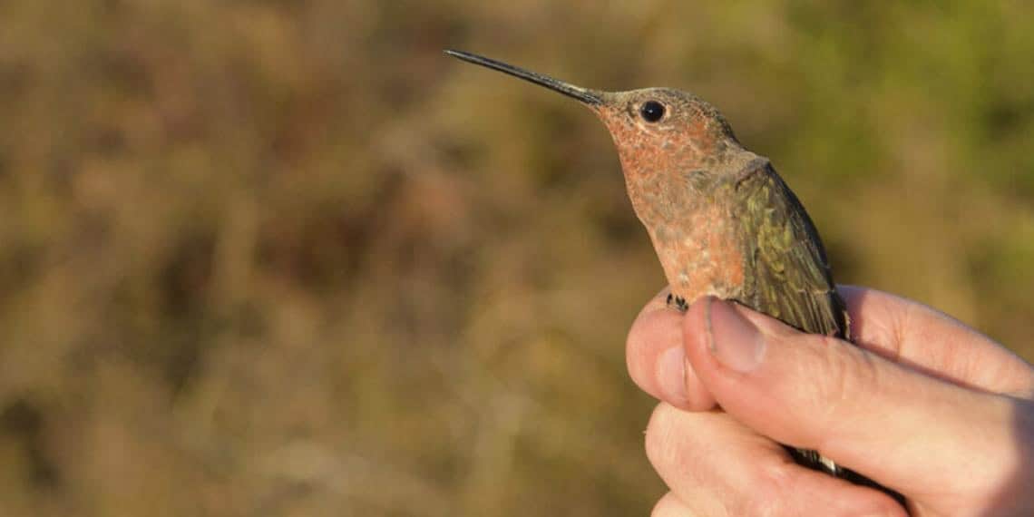 Descubren nueva especie del colibrí gigante migratorio