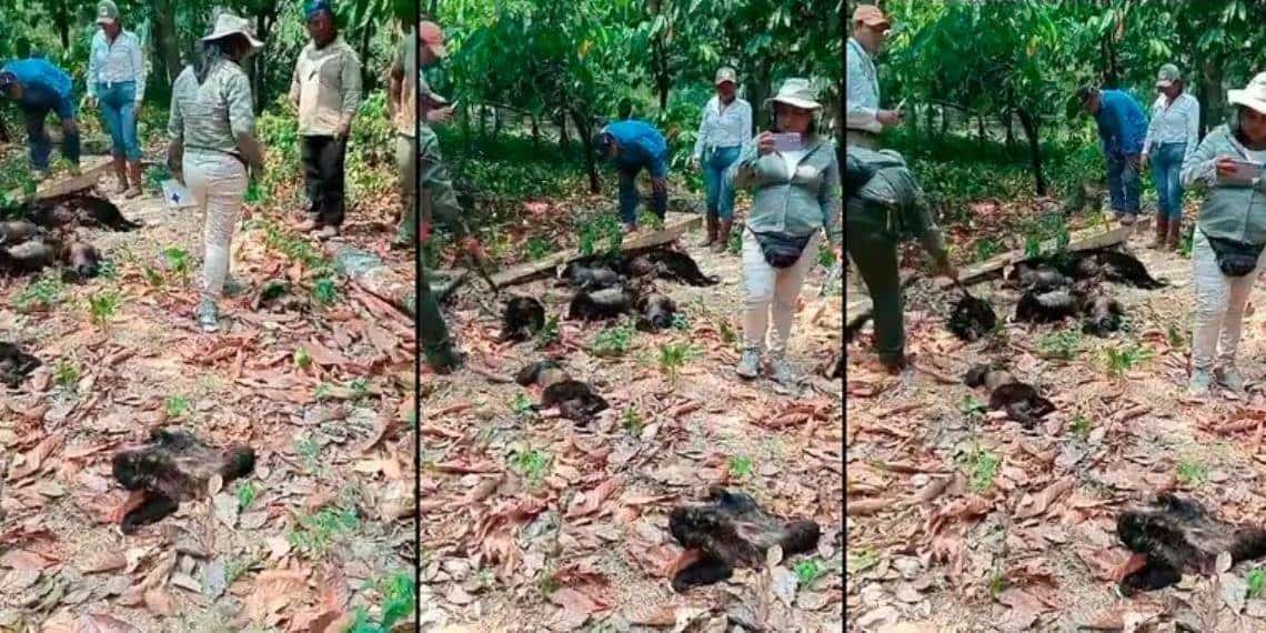 A causa del calor monos sarahuatos caen muertos en Tabasco y Chiapas