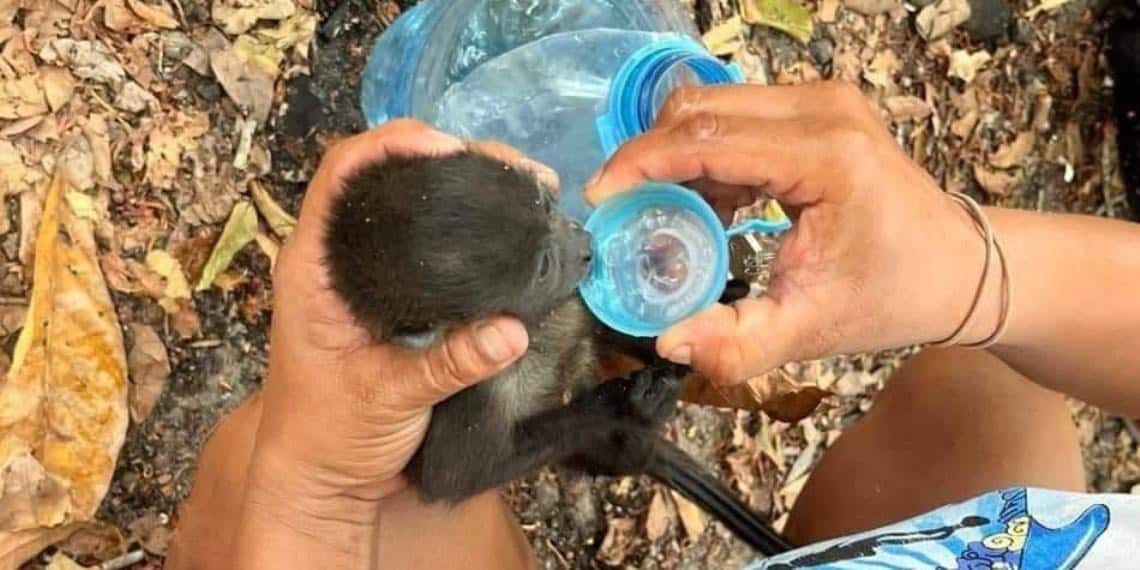 Ola de calor provoca la muerte de decenas de monos aulladores en Tabasco