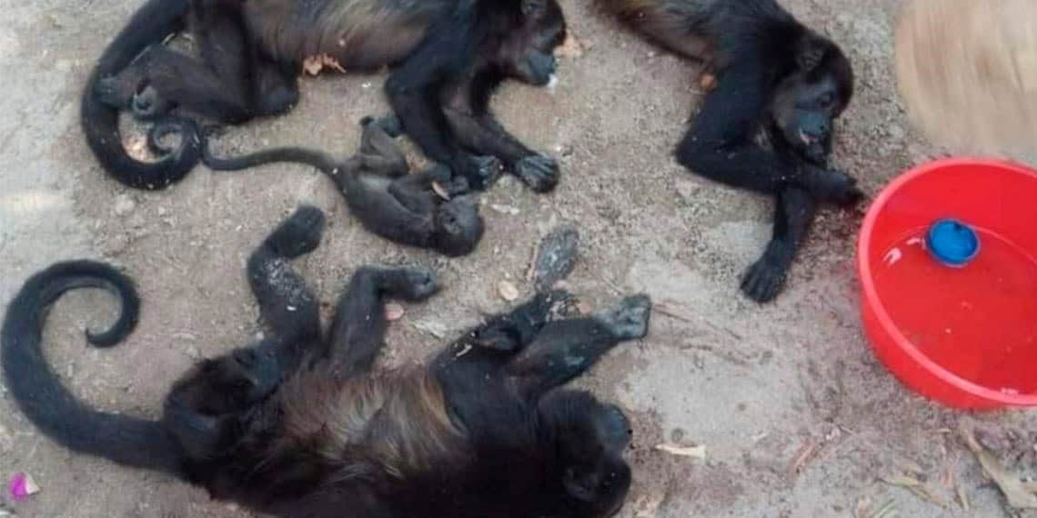 Aumentan a 150 monos aulladores que han fallecido en Tabasco y Chiapas; por casa de las altas temperaturas