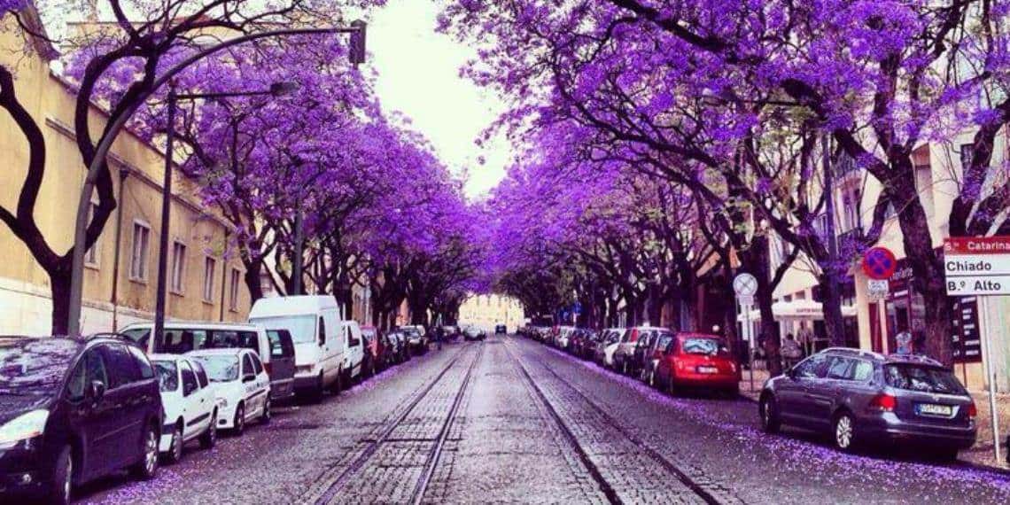 Las jacarandas cautivan a turistas en Portugal