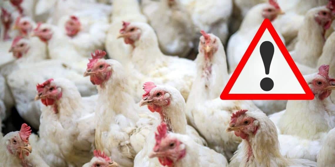 OMS confirma primer caso de gripe aviar H5N1 en Australia