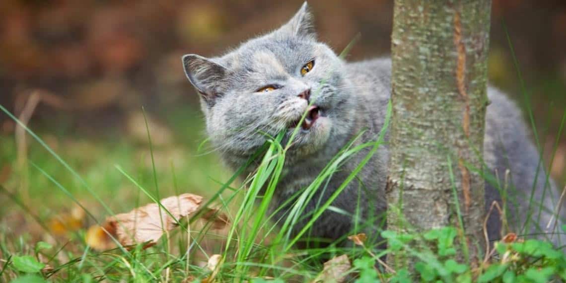 ¿Qué plantas son venenosas para los Gatos? Cuida a tu mascota