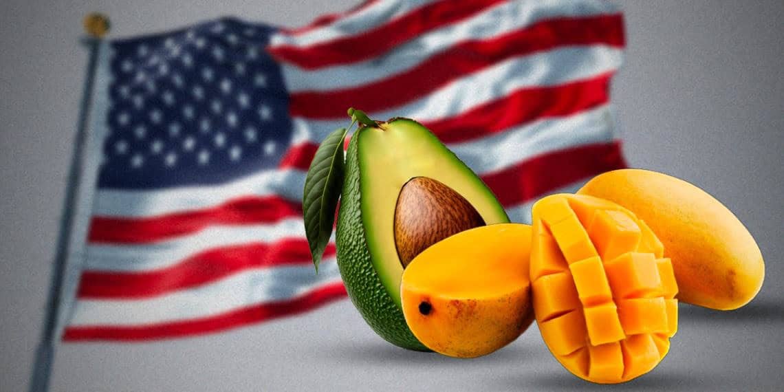 Reanuda EU inspecciones de aguacate y mango en Michoacán; aún no hay exportaciones