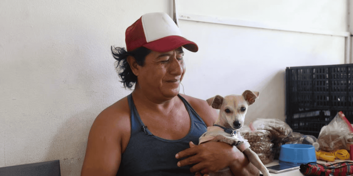 "Son nuestra familia": albergues reciben a familias con lomitos y michis en Tulum