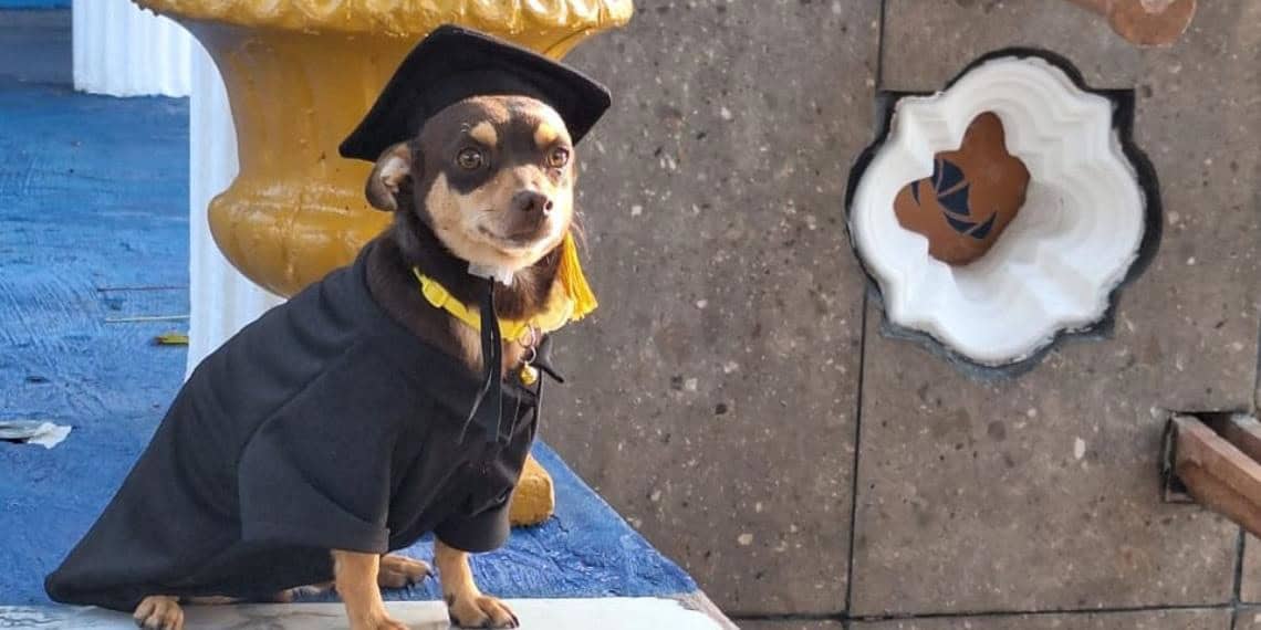 ¡Con toga y birrete! Perrito callejero que se graduó del Cecyteg en Guanajuato