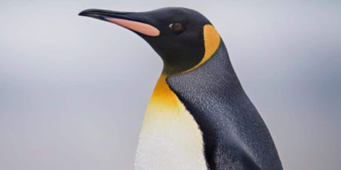 Captan pingüino caminando por las calles de Argentina