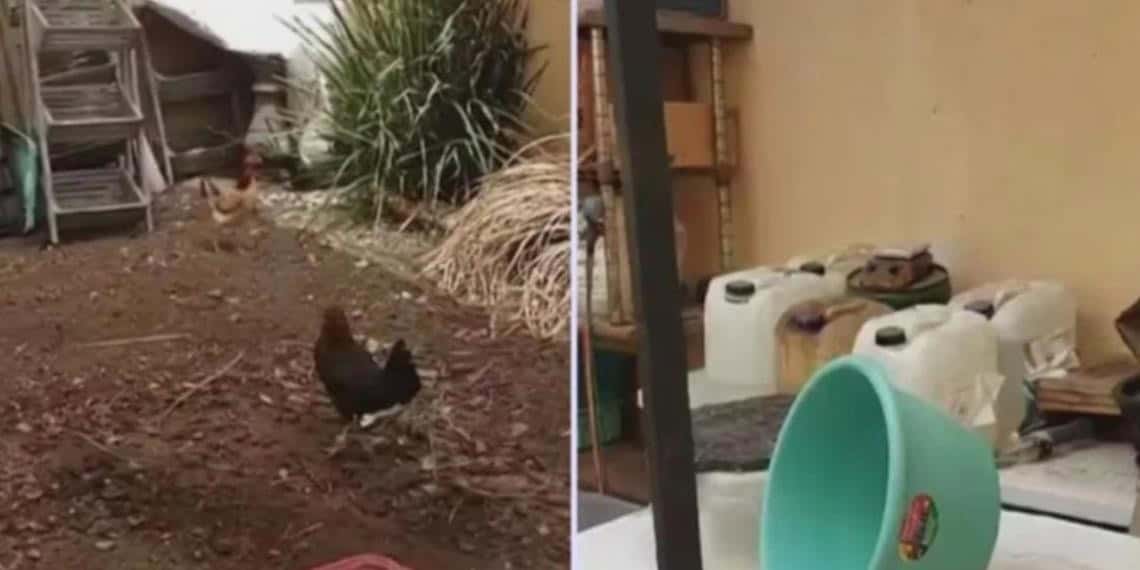 Detienen a sujeto que probaba drogas químicas en gallinas