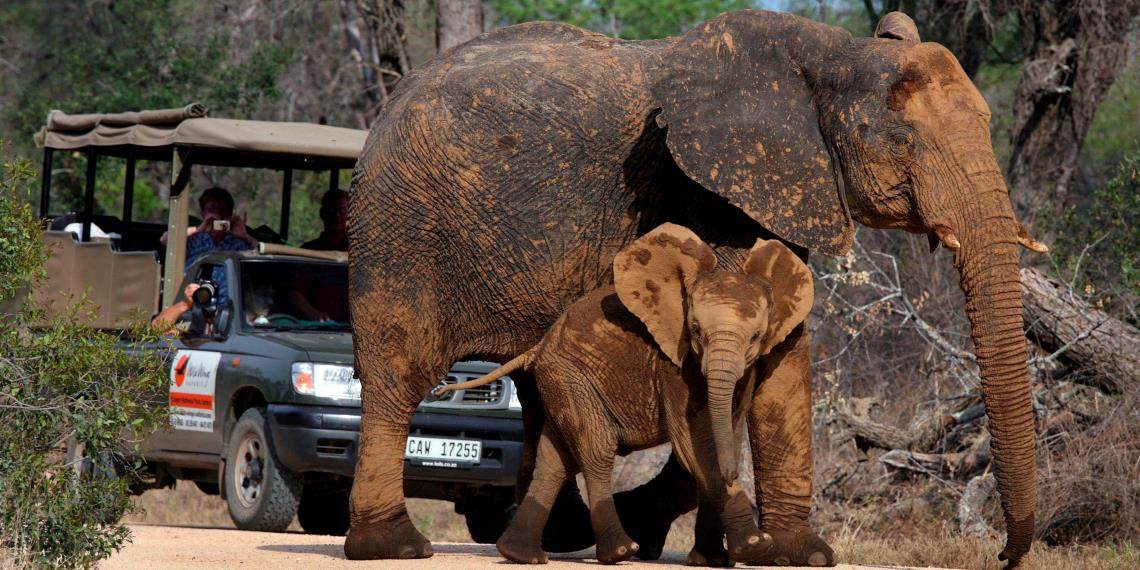 Turista murió aplastado por un elefante; intentó fotografiar su manada en Sudáfrica