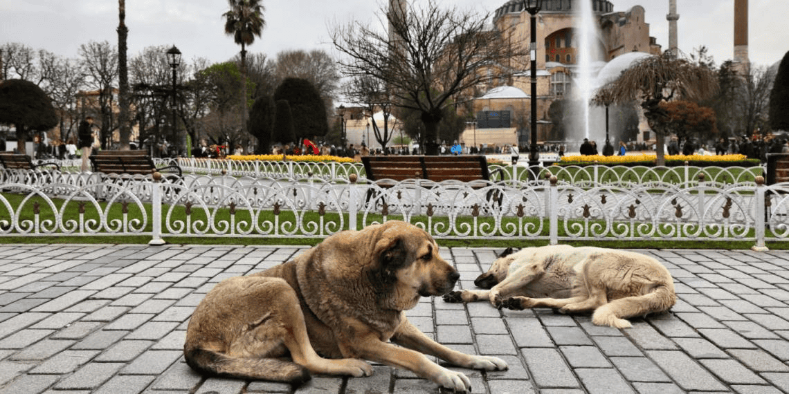 ¿Sacrificio masivo de perritos callejeros? Esto propone Turquía