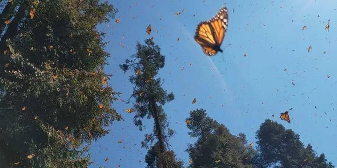 Buscan rescatar la mariposa monarca en Edomex tras disminución en 70% de su población
