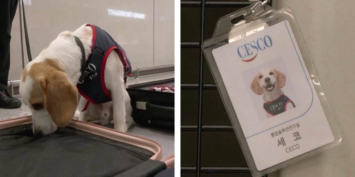 Ceco, el perro surcoreano que busca chinches en atletas que regresan de París 2024