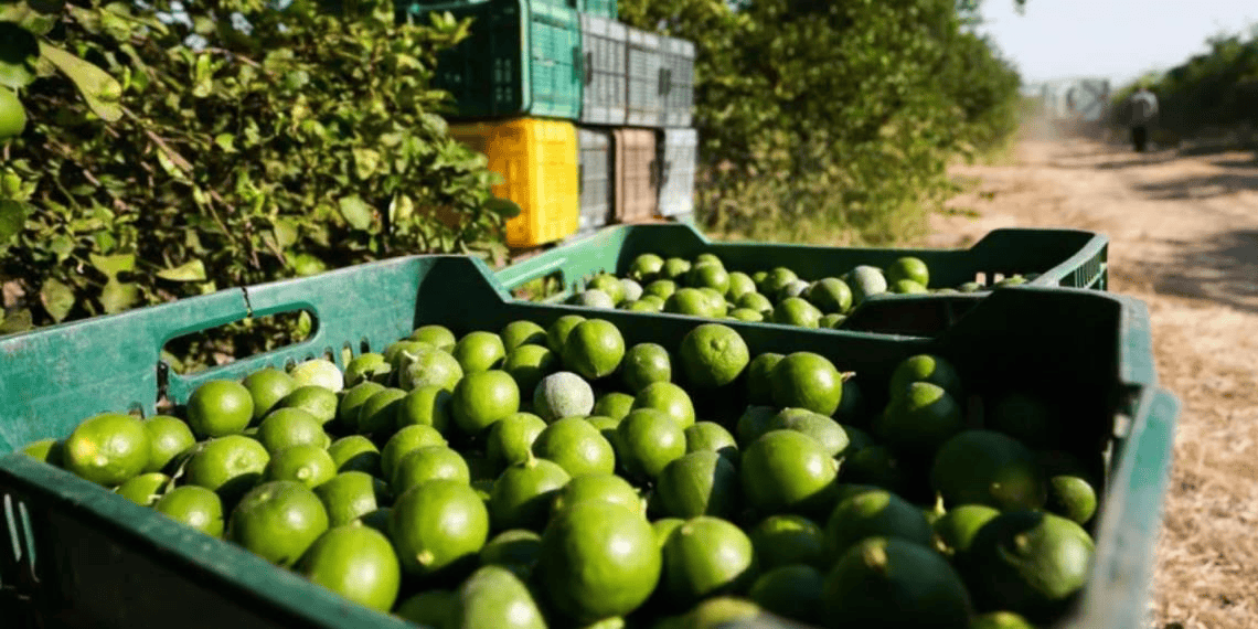 AMLO reconoce que hay extorsión del crimen organizado a limoneros de Michoacán