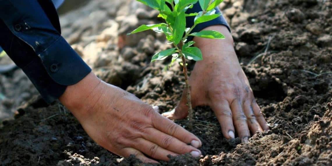 Educa la sociedad. Sembremos perejil y jitomate