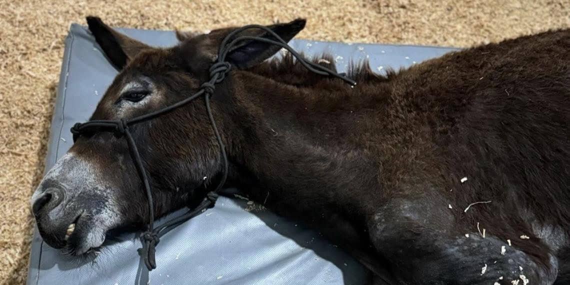 Queman a burrita porque se metió a un terreno en Querétaro