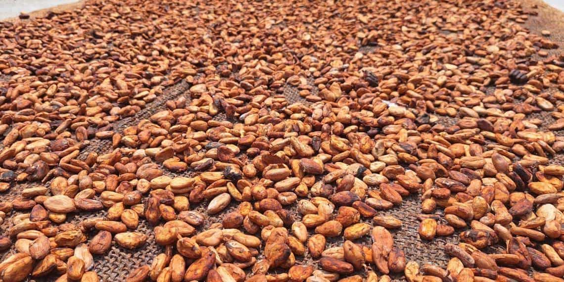 Sacar provecho a crisis del cacao