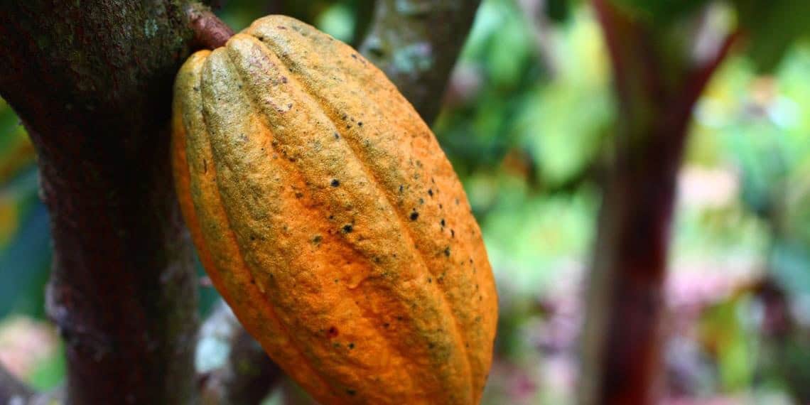 Tabasco: cacao en declive, pero precio en máximo nivel en 70 años