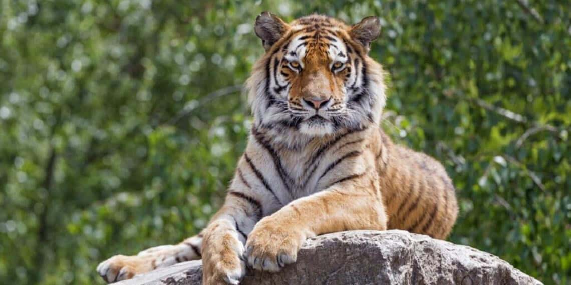 Tigre escapa de la Quinta "La Fauna", en Reynosa; ¡piden no acercarse a él!