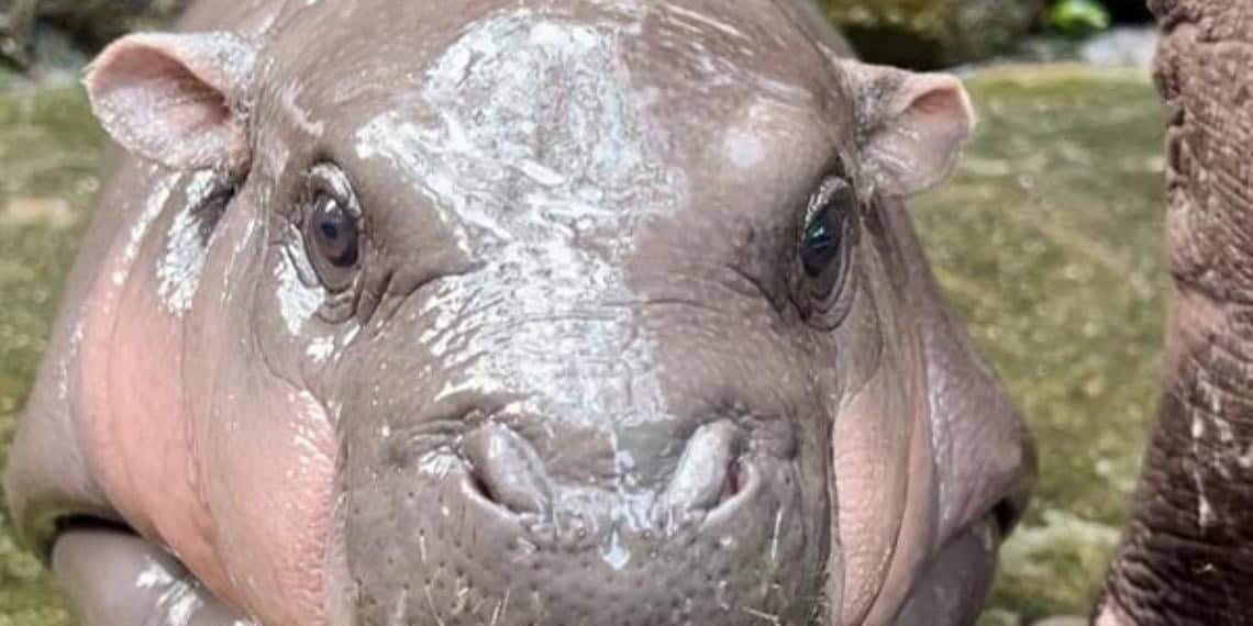 Moo Deng, el bebé de hipopótamo pigmeo más famoso que cautiva a los visitantes y a las redes sociales: FOTOS