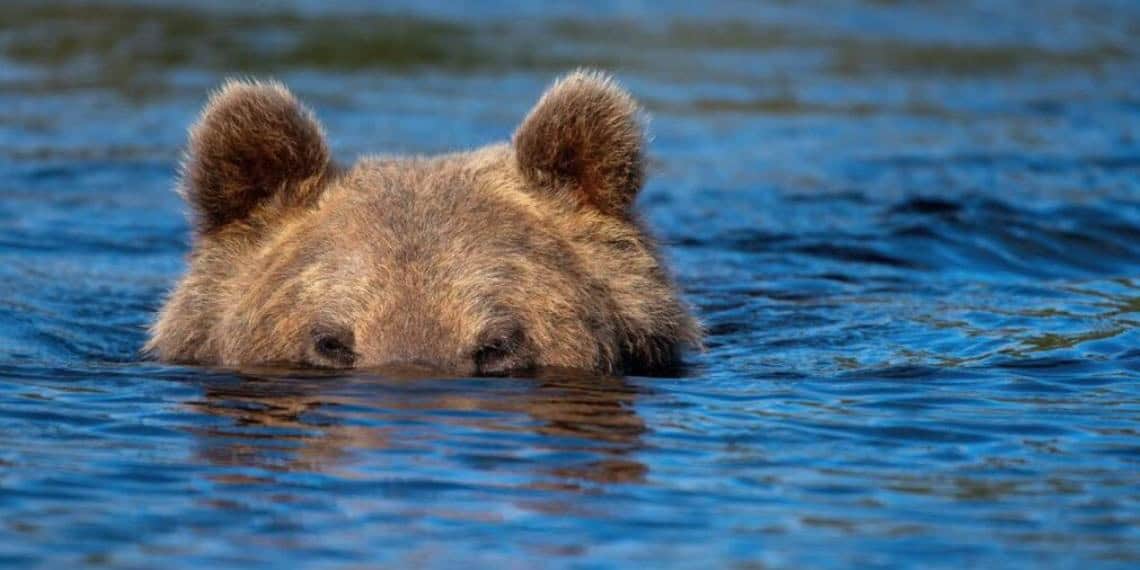 Sorprende oso a turistas dándose baño en playa de California