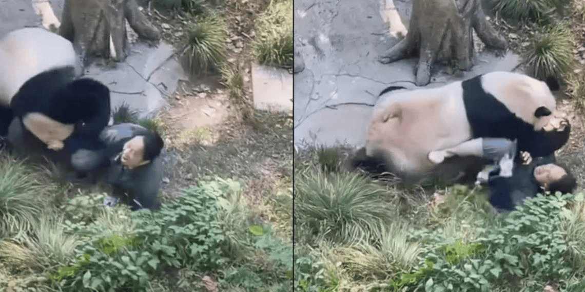 Cuidadora lastima a panda en zoológico de China; animal se lanzó contra ella
