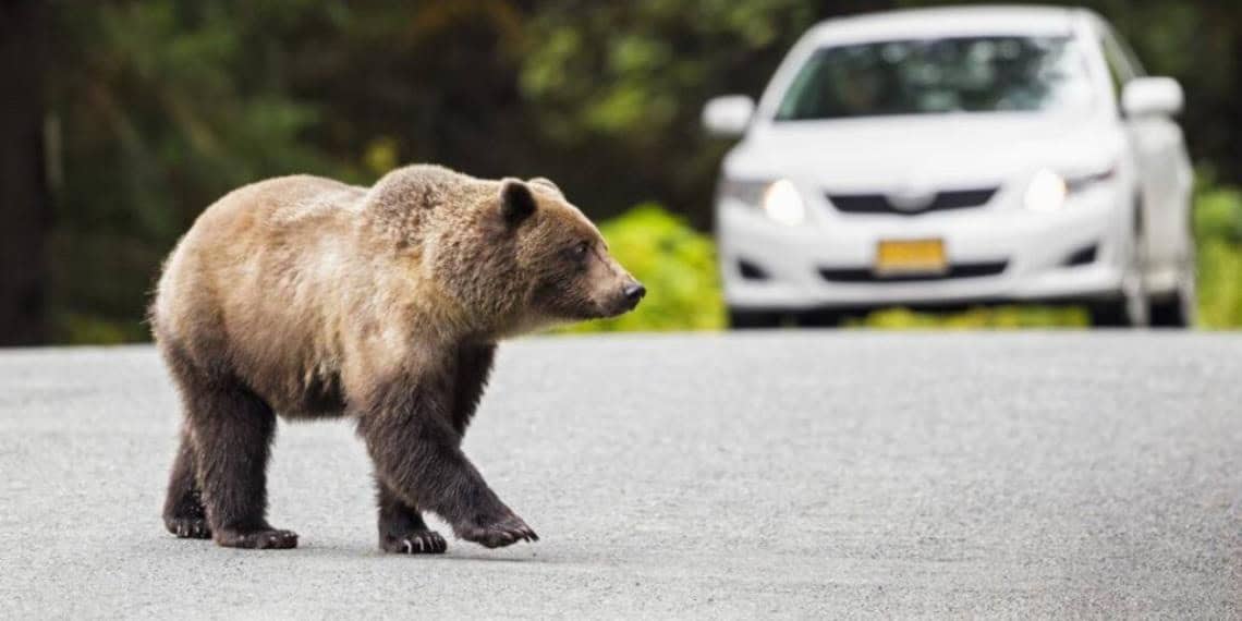 Graban a oso abriendo y subiéndose a un auto